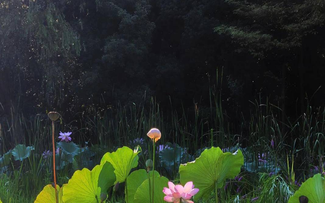 夏日骄阳红似火是什么生肖,骄阳似火是什么季节的 夏日骄阳红似火是什么生肖,骄阳似火是什么季节的