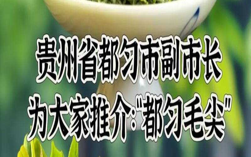 都匀毛尖茶的功效与禁忌,都匀毛尖是红茶还是绿茶