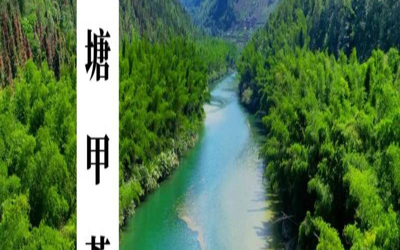 平塘县平塘镇,平塘甲茶的介绍