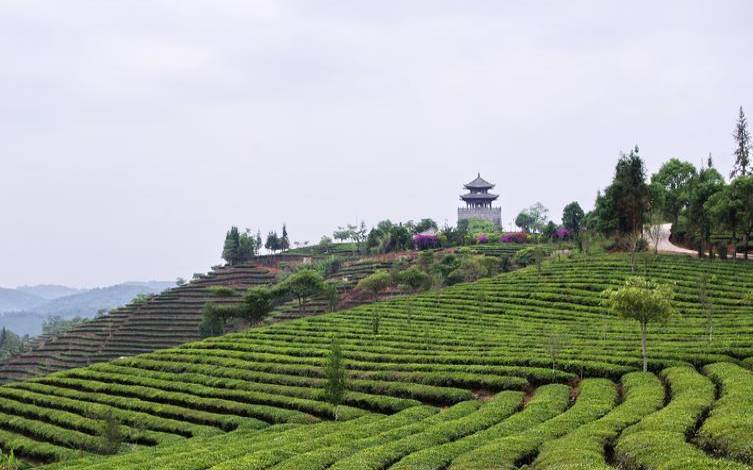 营盘山普洱茶，营盘山普洱茶特点