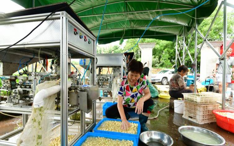 莲子制作工序,莲子加工生产过程
