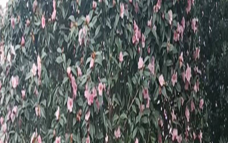 为什么说山茶花美,为什么说山茶花美人不好看 为什么说山茶花美,为什么说山茶花美人不好看