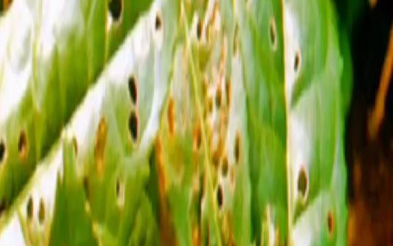 茶树枝干的主要病害及其防治措施，茶树树枝干生病