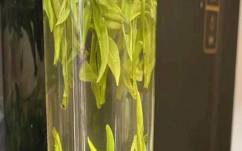 松阳白茶是哪里的,松阳白茶属于什么茶