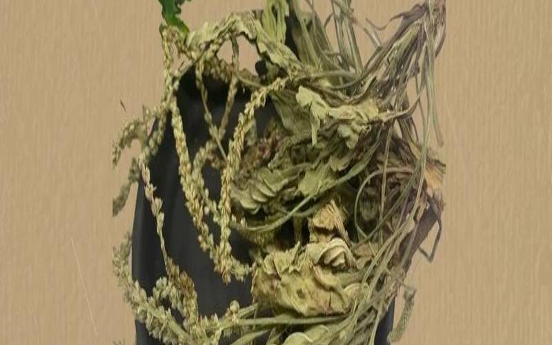 车前草有什么妙用,车前草草药图片与功效