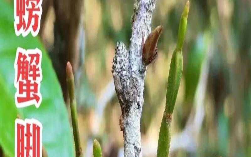 普洱茶树螃蟹脚图片,螃蟹脚茶的价格 普洱茶树螃蟹脚图片,螃蟹脚茶的价格