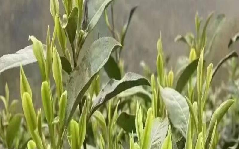 天目湖白茶多少钱一斤,天目湖白茶属于白茶吗 天目湖白茶多少钱一斤,天目湖白茶属于白茶吗