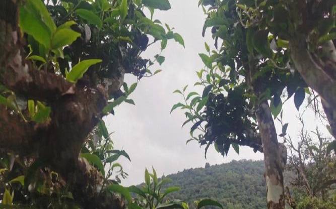 那卡古树茶口感特点,那卡古树茶是哪个产区