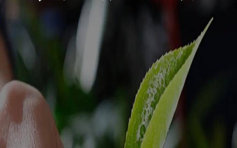普洱茶春茶(普洱茶春茶的特点),春茶普洱茶茶叶的特点 普洱茶春茶(普洱茶春茶的特点),春茶普洱茶茶叶的特点