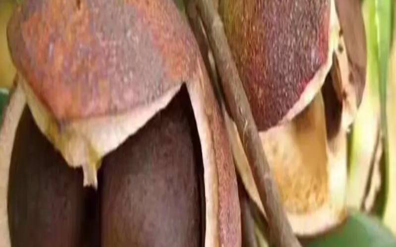 茶籽求购信息,山茶籽仁可以直接吃吗