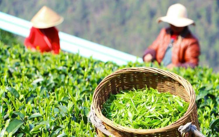 贵州茶叶茶厂(贵州茶厂有哪些)，贵州茶叶公司有哪些