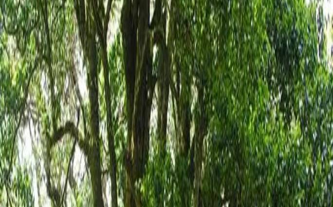 勐库东半山和西半山怎么分,勐库西半山的代表茶有哪些