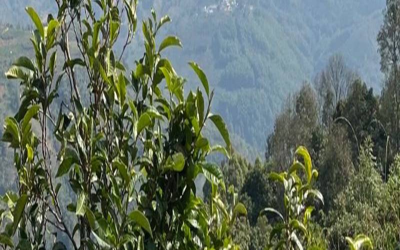绿水塘古树茶口感特点,绿水塘古树茶口感特点简介 绿水塘古树茶口感特点,绿水塘古树茶口感特点简介