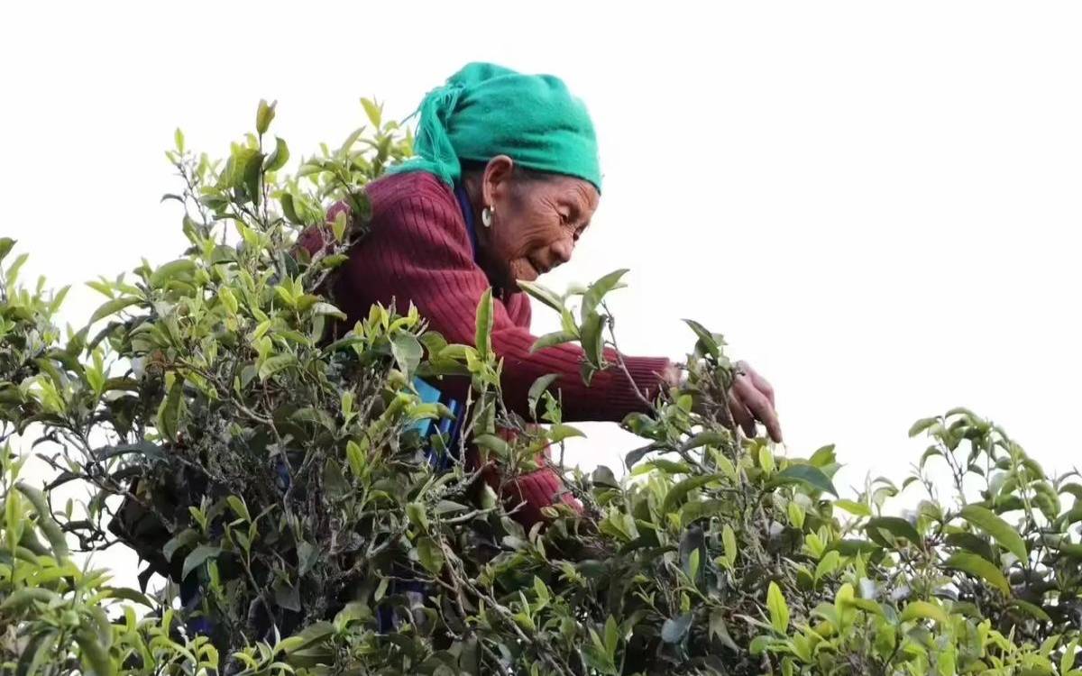 耿马县农户生产茶叶吗，耿马县茶叶特点