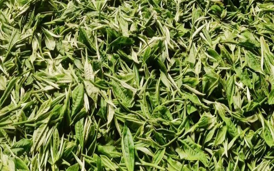 绿色普洱茶叶图片大全,普洱青茶是什么茶