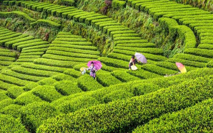 去浙江摘茶叶安全吗,浙江茶叶基地在什么地方 去浙江摘茶叶安全吗,浙江茶叶基地在什么地方