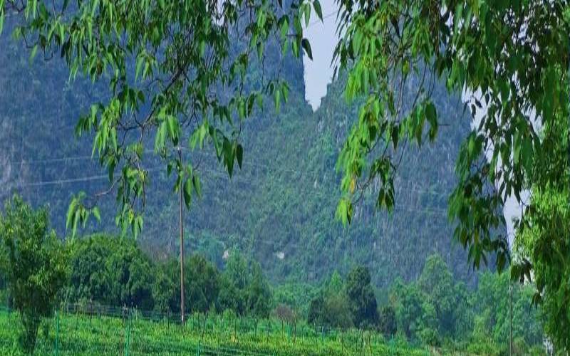 茶园变旅游产品的途径,茶叶发源地在哪