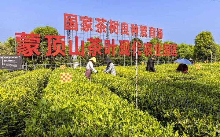 雅安茶业有限公司,雅安名山十大茶厂