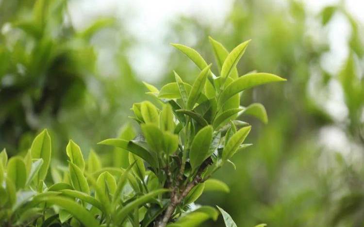 光照强度对茶树的影响,存放普洱茶叶的温度和湿度
