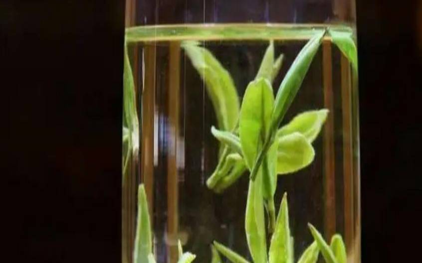 竹叶青茶口味,竹叶青茶又叫短命茶