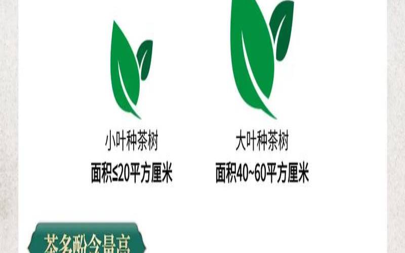 大叶种茶和普洱茶什么区别,普洱大叶茶和小叶茶哪种好 大叶种茶和普洱茶什么区别,普洱大叶茶和小叶茶哪种好