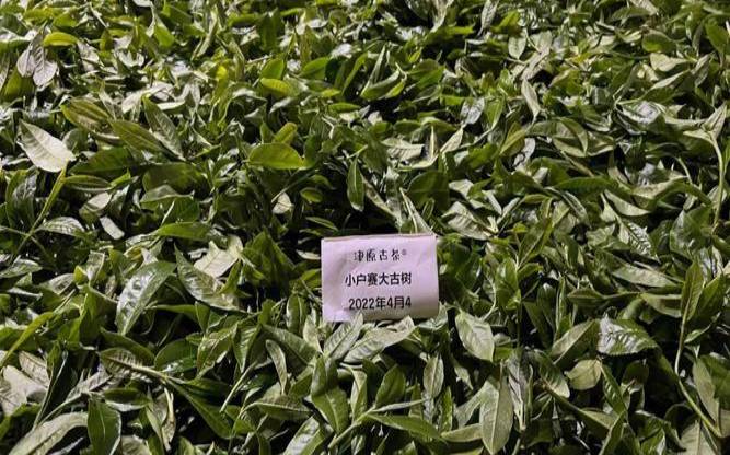 云南普洱茶出口现状,缅甸大水塘普洱茶