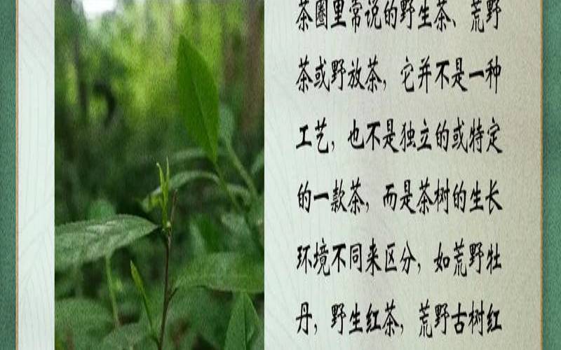 野生茶好吗，野生茶有什么好处