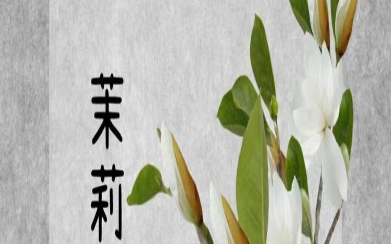 茉莉红茶的功效与作用,红茶和茉莉花茶的功效 茉莉红茶的功效与作用,红茶和茉莉花茶的功效