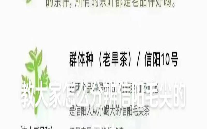 怎么辨别信阳毛尖真假,信阳毛尖怎么分辨好坏