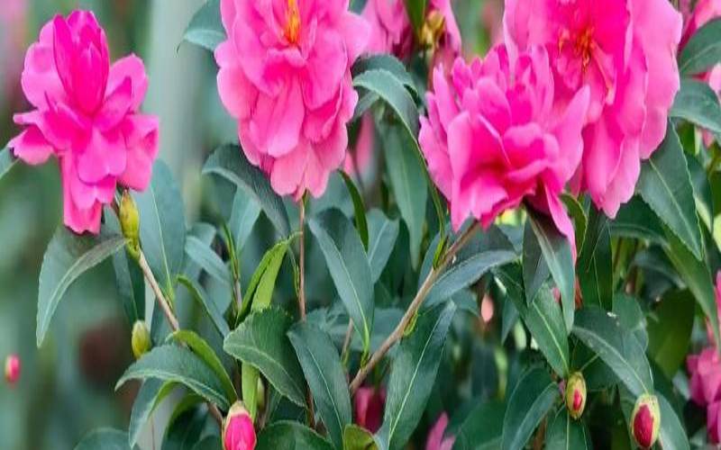 茶梅茶花图片,六大茶山茶业官网