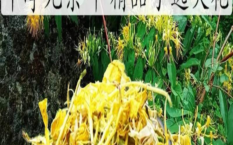 金银花养肝明目吗,三七对养肝护肝的好处