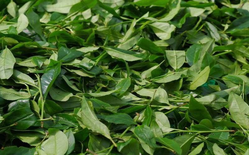 100斤茶青能出多少茶叶,养壶用什么茶叶好