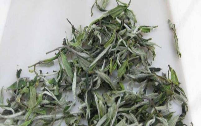 东白春芽的功效,芽白菜的图片 东白春芽的功效,芽白菜的图片