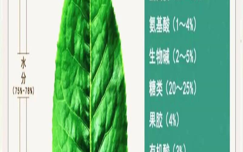 茶叶内含物质的形成，茶叶中的内含物质
