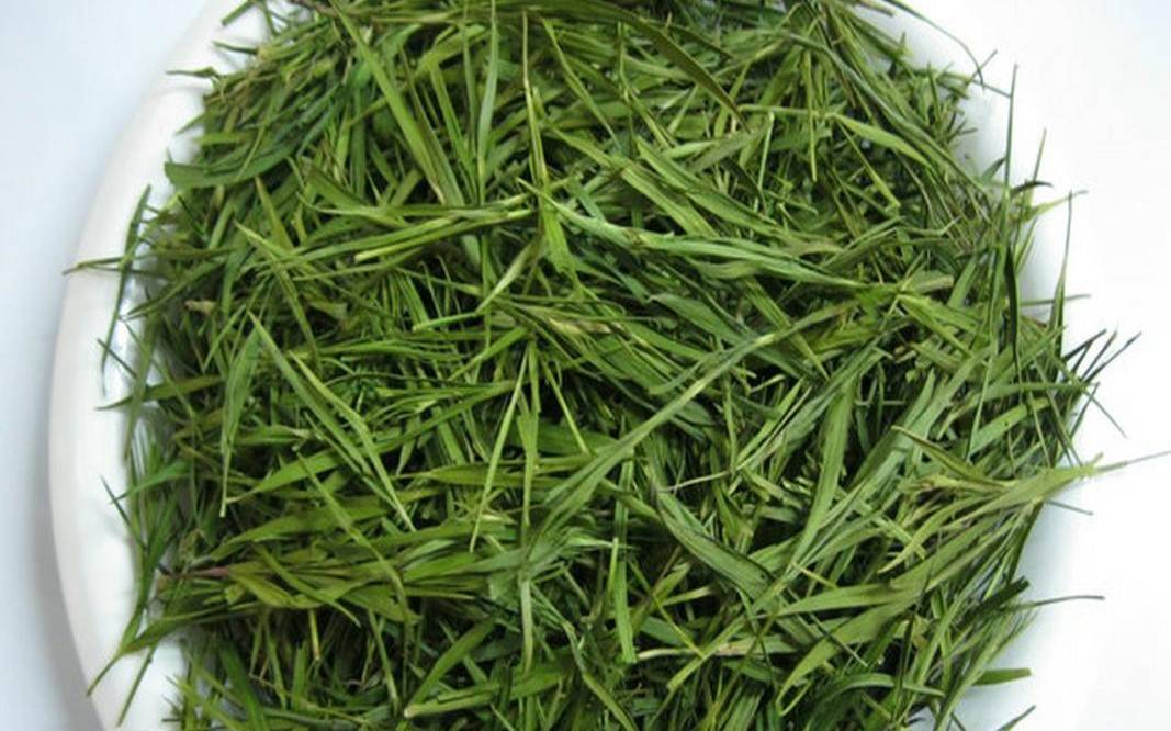 竹叶叶茶的功效与作用,喝竹叶茶的好处与坏处 竹叶叶茶的功效与作用,喝竹叶茶的好处与坏处
