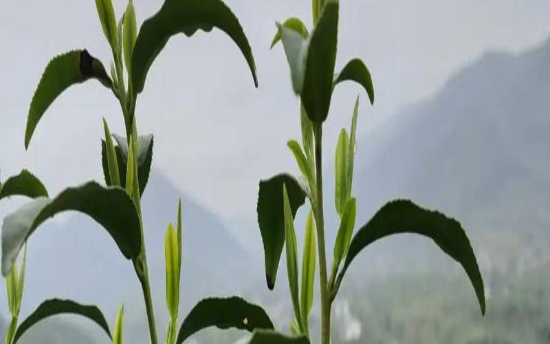 紫笋茶叶价格(金紫笋茶叶价格)，金紫笋茶价格表