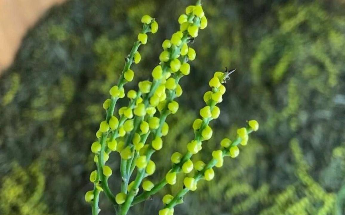 珠兰花红茶产地,海南本地兰花品种