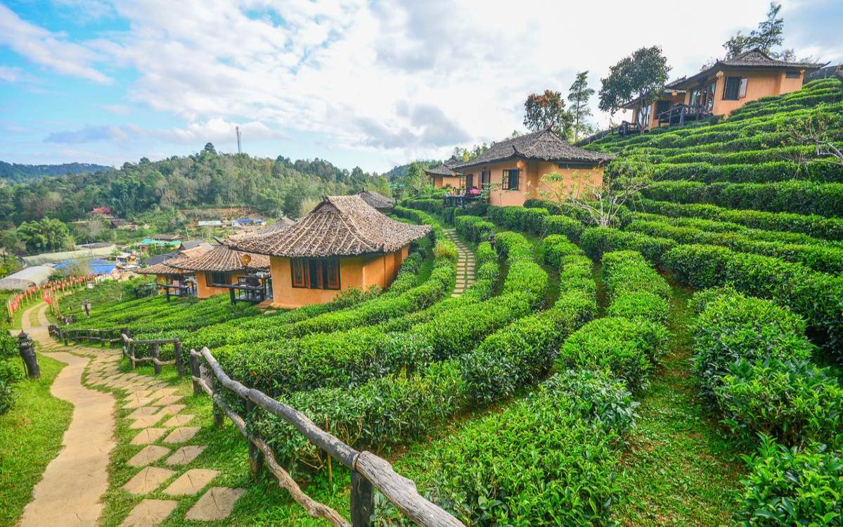 景星豪门古茶山图片，普洱景迈山古茶林景区