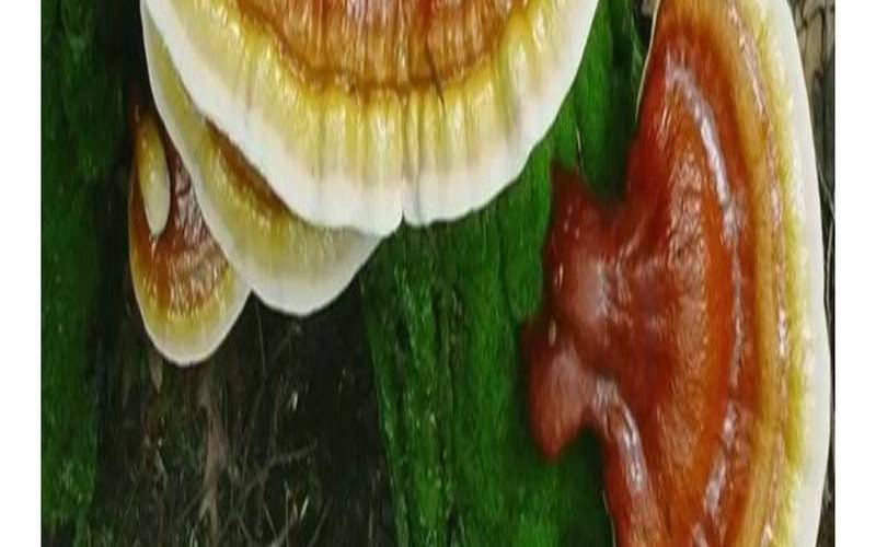 野生灵芝的功效与作用 野生灵芝的功效与作用