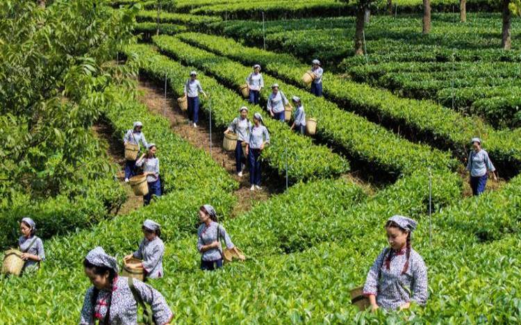 保山茶叶为什么不好,云南保山茶叶怎么样 保山茶叶为什么不好,云南保山茶叶怎么样
