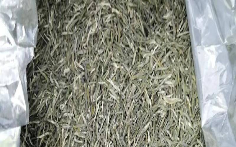 遵义毛峰茶的特点,古丈毛尖属于什么茶 遵义毛峰茶的特点,古丈毛尖属于什么茶