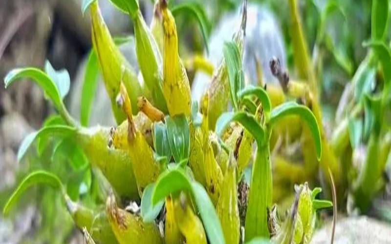 霍山石斛什么时候种植好,霍山石斛米斛官网 霍山石斛什么时候种植好,霍山石斛米斛官网