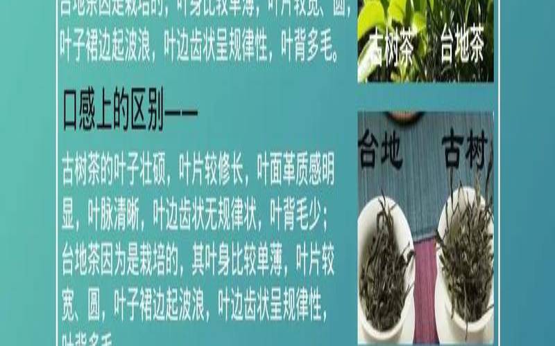古树茶老树茶小树茶区别,老树茶和古树茶哪个好 古树茶老树茶小树茶区别,老树茶和古树茶哪个好